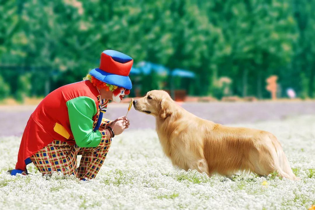 怎么挑选一只金毛幼崽,如何挑选小金毛犬