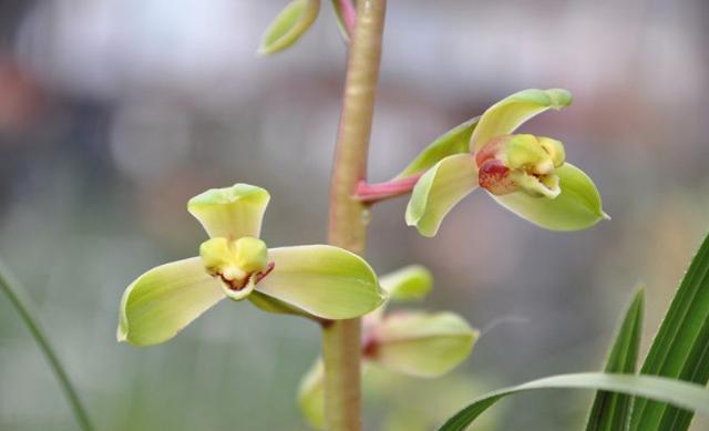 乾隆时，江苏医师无意发现了一兰花，兰友们称其为：赤惠梅瓣之王