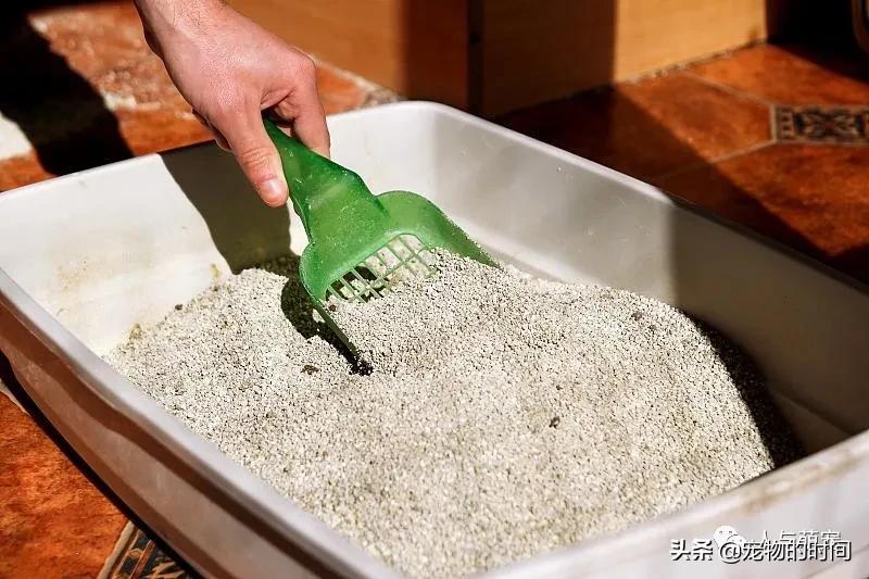 新手养猫一个月要花费多少钱,养猫最低一个月需要花多少钱