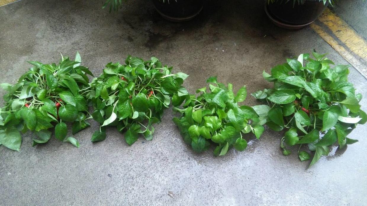 绿萝黄叶原因怎样处理,绿萝黄叶的正确方法