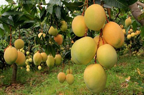 生芒果可以吃吗生芒果怎么催熟,如何不加芒果催熟剂催熟芒果