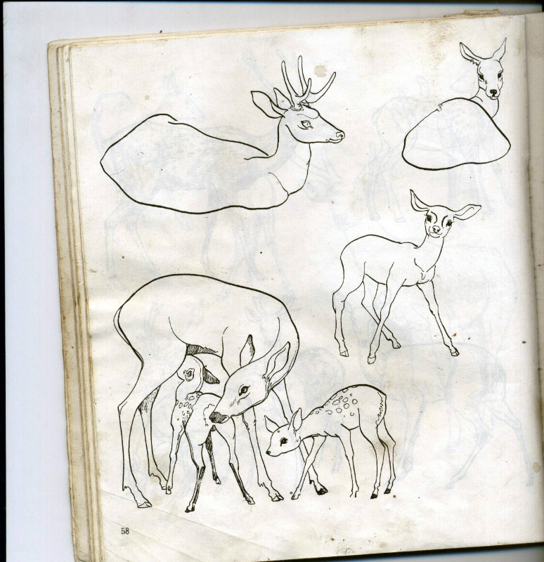 一百幅动物素描,近百幅动物画