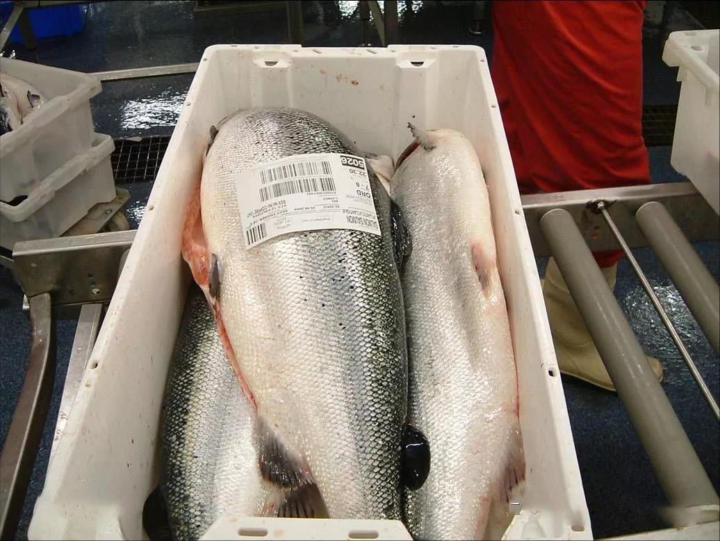 科普中国三文鱼,智利三文鱼