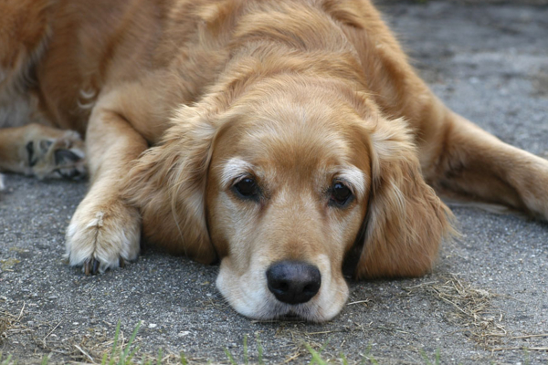 狗狗吐黄水食欲不振怎么治疗,狗狗吐了怎么办又不吃饭