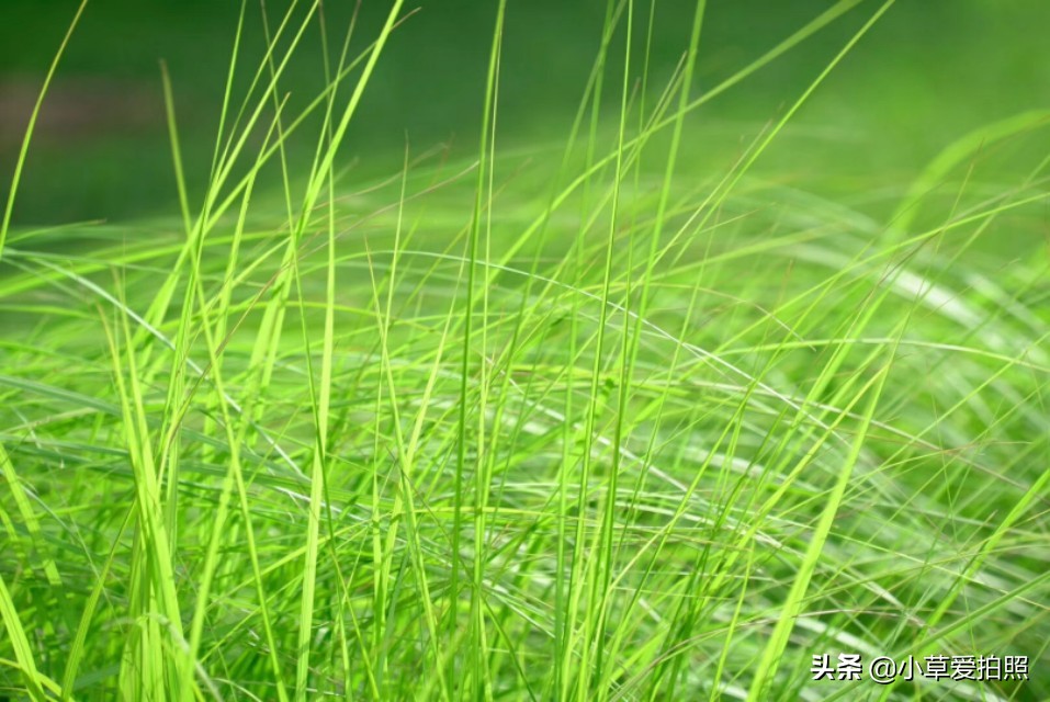 山东威海羊亭湿地公园游记,威海站到羊亭湿地公园