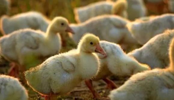 鹅互相啄毛吃的原因及解决方法,鹅老是啄其他鹅的毛是怎么回事