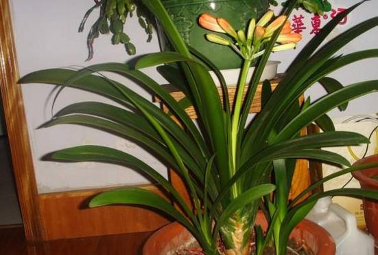 君子兰的养殖方法怎样移栽,君子兰分株移栽的方法