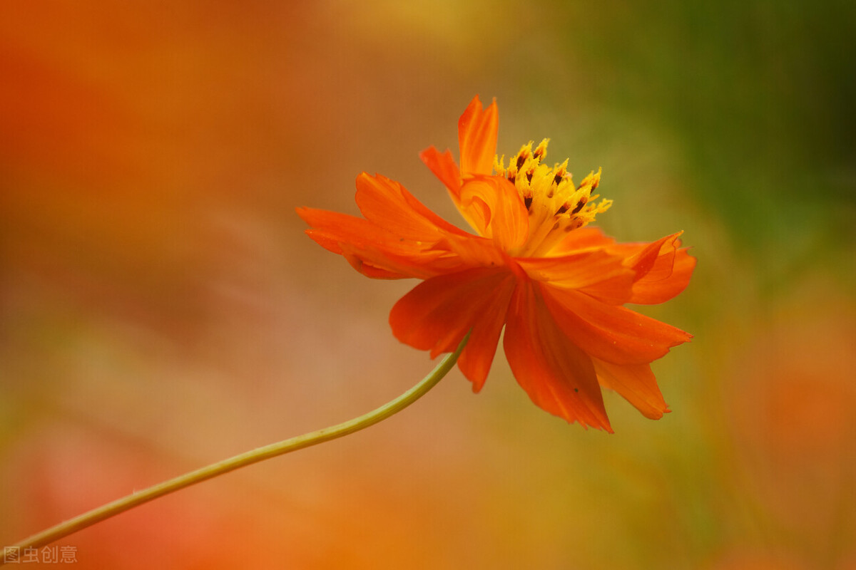 家中养4种花要当心,新手千万别碰这3种花