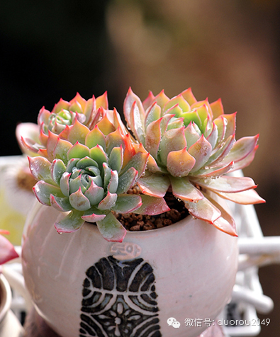 适合云南养的多肉,云南露养最好养活的多肉