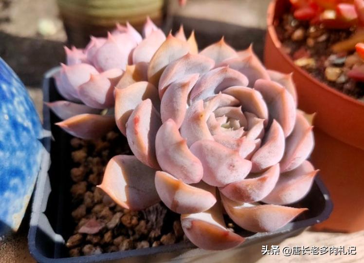 多肉蓝石莲和菲欧娜区别,多肉鲁氏石莲状态图