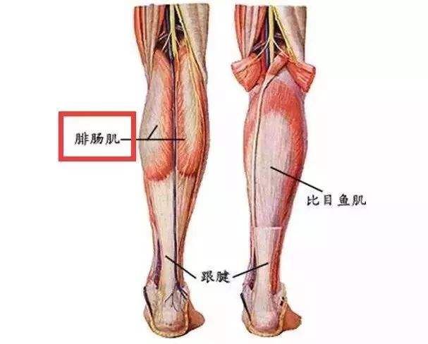 小腿粗怎么改善最有效,怎么缓解小腿粗