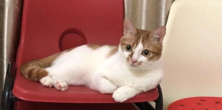 小奶猫是喝羊奶还是喝牛奶,布偶奶猫不吃猫粮只喝羊奶怎么办