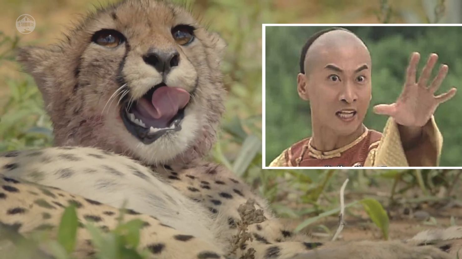 猎豹捕食的时候速度多少,猎豹捕食时的样子