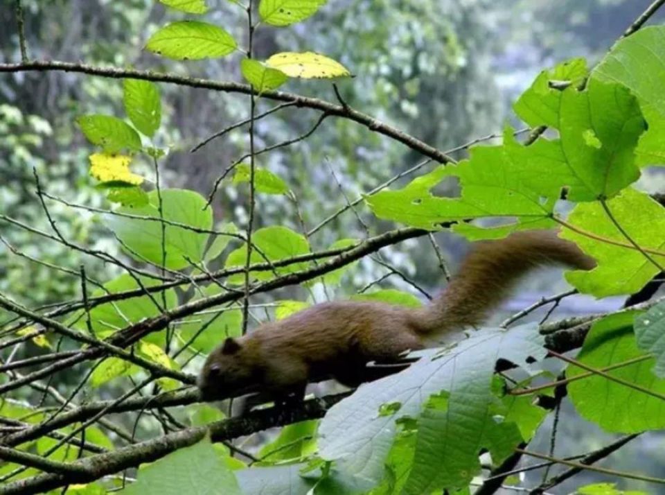 光头强抢松鼠的板栗,松鼠吃板栗吗