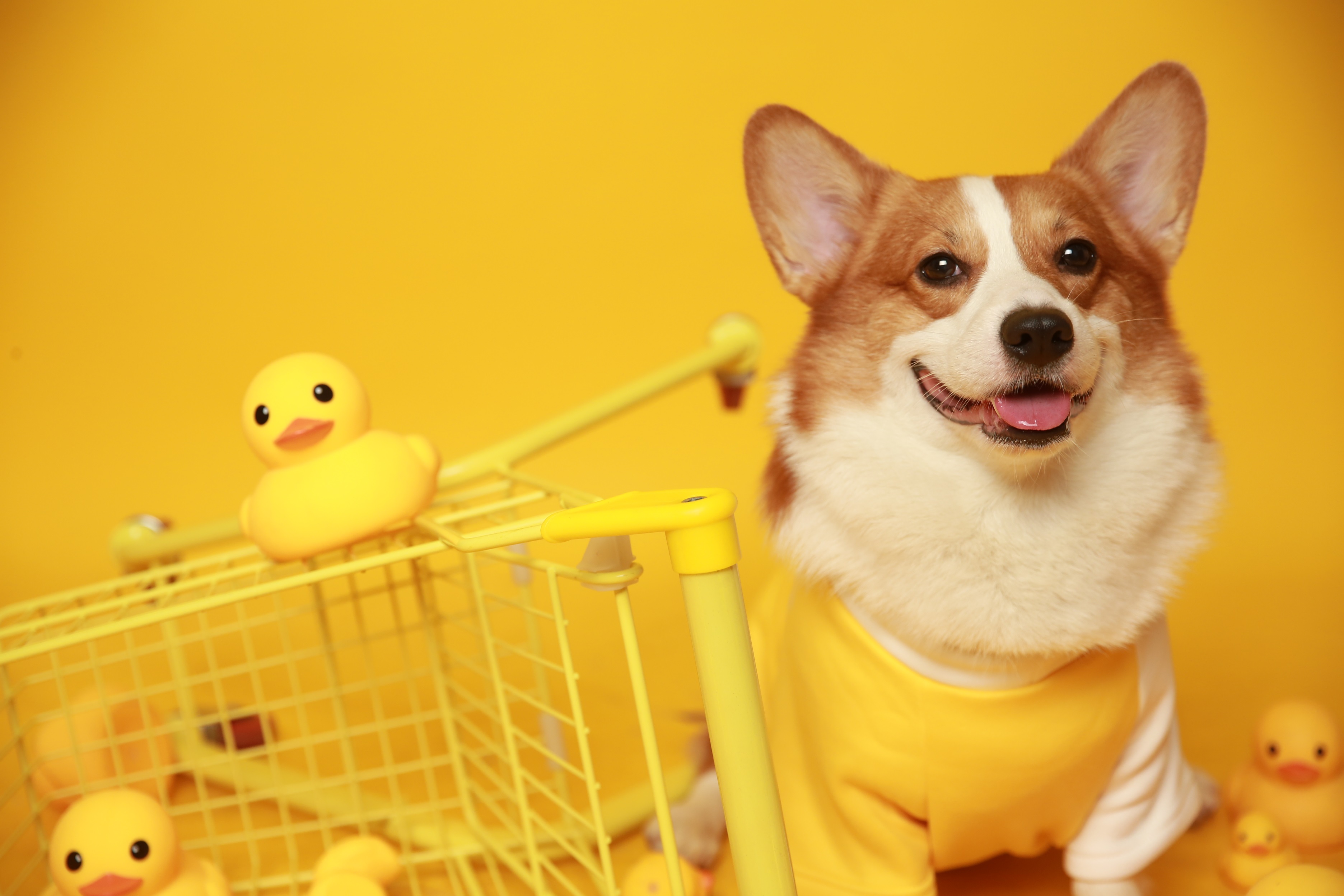 小狗粮怎么选才是正确的,狗粮怎样挑