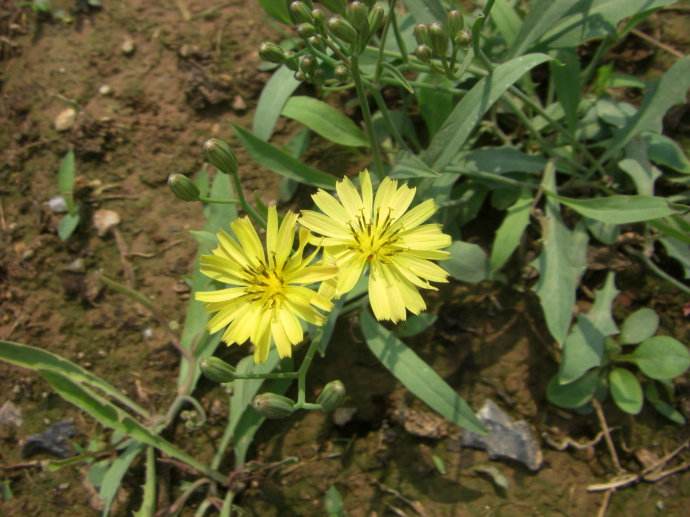 农村常见喂猪的猪菜,广东农村常见猪菜