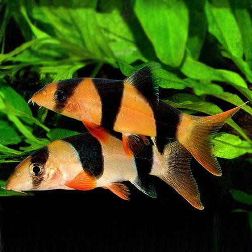 鼠鱼挑选,小缸里的鼠鱼怎么选