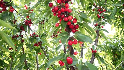 成都出发不到1h！3000多亩樱桃桑泡er随你摘，吃不饱算我输！