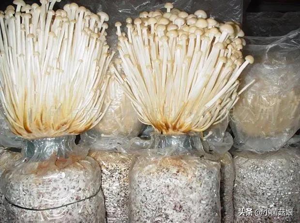 金针菇根部白霉怎么去除,金针菇处理方法