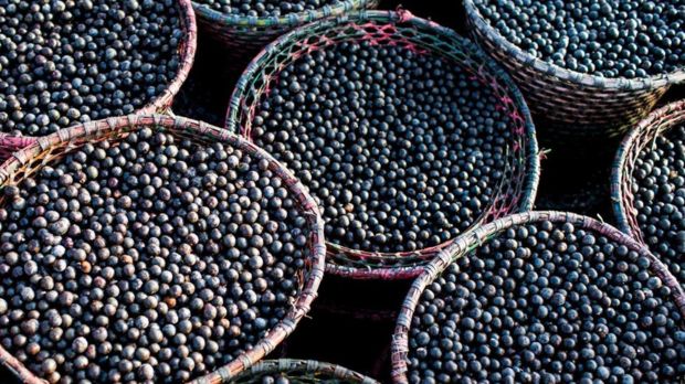 巴西阿萨伊浆果,巴西阿萨伊浆果好吗