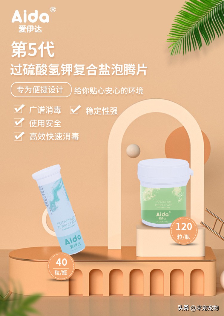 养狗狗可能会感染哪些病菌,养宠物容易得什么细菌感染的