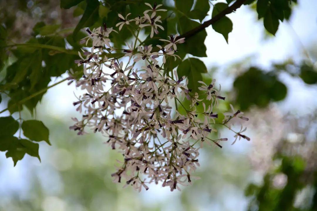 园林名贵树种大全,园林工程树种的选择
