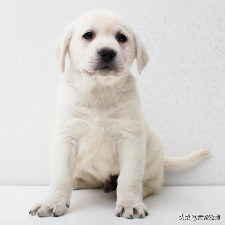 拉布拉多流鼻涕什么样子的,两个月的拉布拉多咳嗽干呕流鼻涕