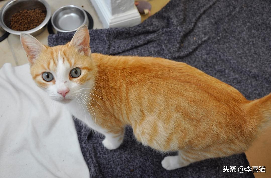 猫咪怀孕生娃铲屎官不能粗心，掌握这些技巧可以妥善照顾好猫妈妈