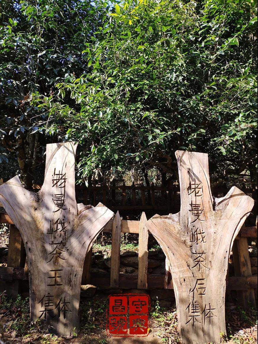 普洱茶怎么有锁喉感,陈年老普洱茶有锁喉的感觉吗