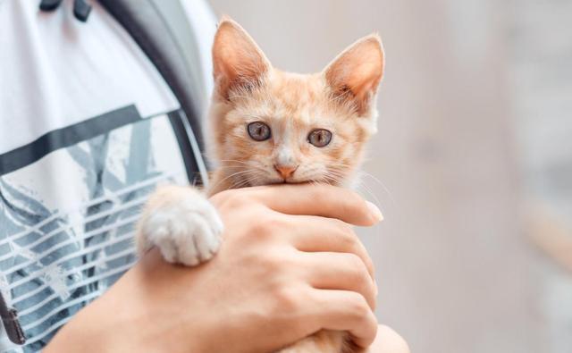 1000买猫,6000医,当你准备养猫时,坑就已经挖好了