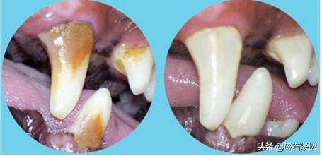法斗洗澡的正确方法不臭,法斗洗澡臭怎么办