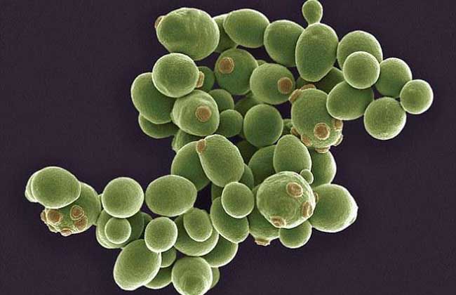 猫咪为什么拉肚子？找对原因就能轻松治愈