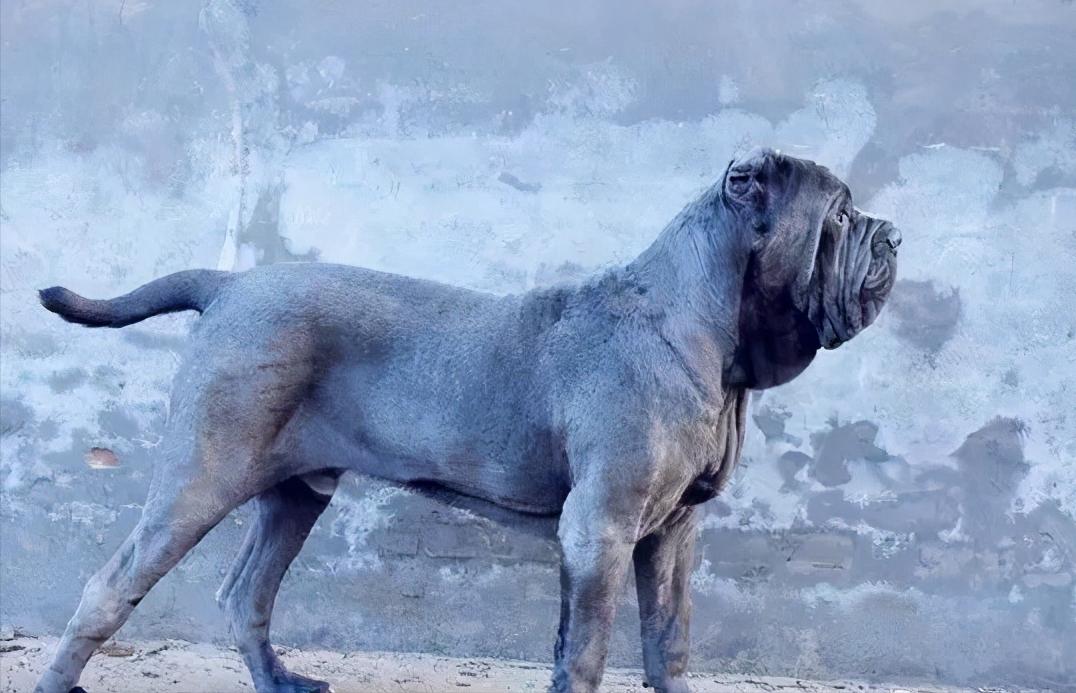 俗称杀人犬是什么犬,纽波利顿犬危险吗