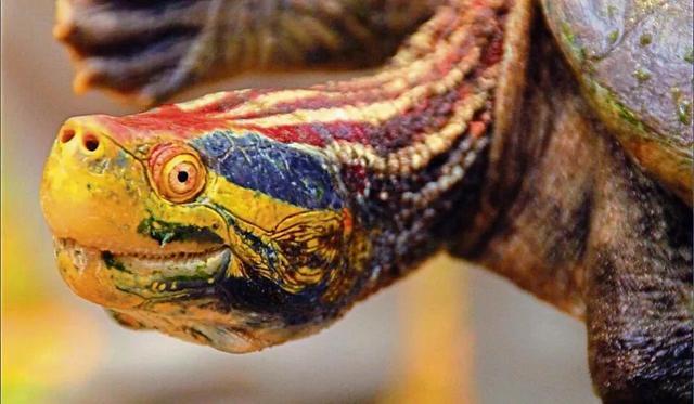 岁月是把杀猪刀？龟的成长中谁的变化大