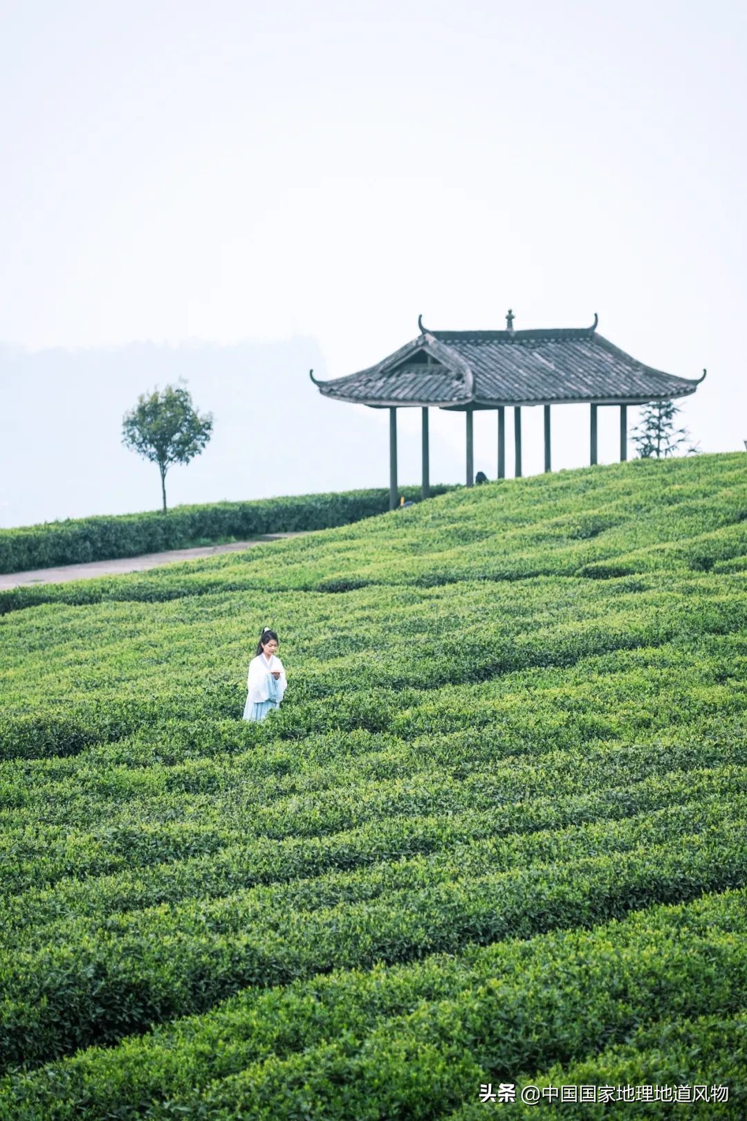 中国茶叶分布图,中国茶区详细分布图