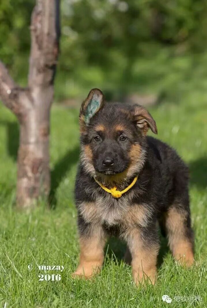 德国牧羊犬图片霸气大全集,德国牧羊犬图片精品