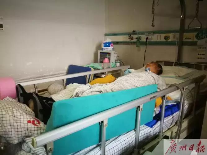 女子被“高空坠狗”砸致一级伤残，无奈狗主人找不到