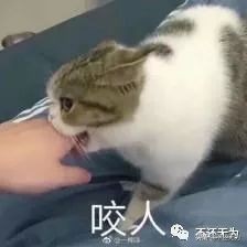 养宠物猴子,养宠物为什么不能养猴子