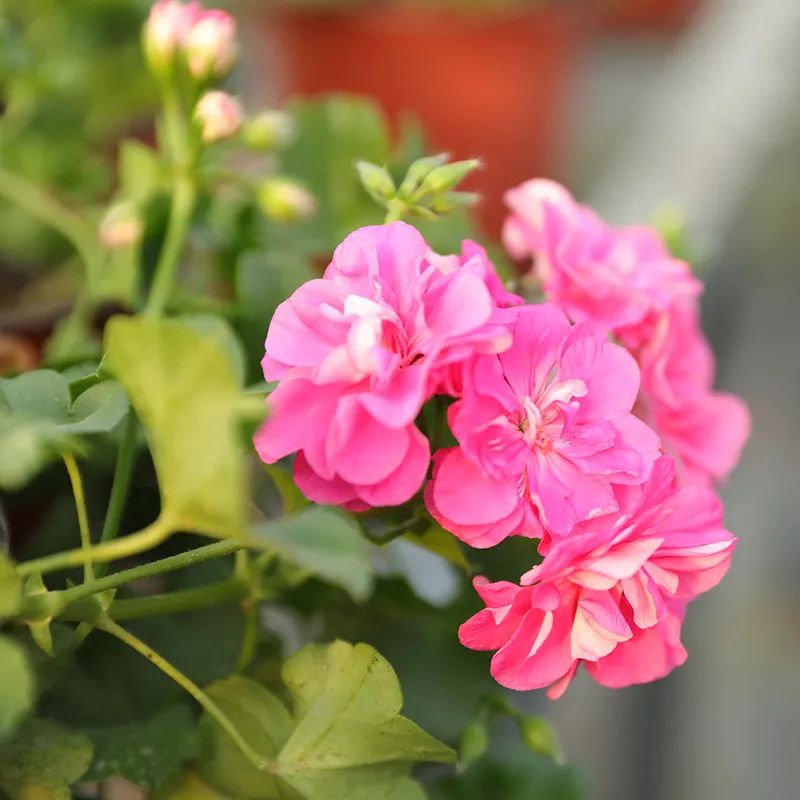 这种花别乱浇水水越多越不开花,这种花不怕冷好养易活