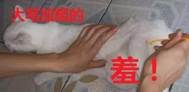 福懋宠物医院花都分院,福懋动物医院公猫绝育