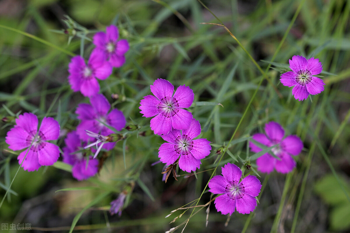 什么花适合送生日花,你的生日代表的花朵及寓意图片