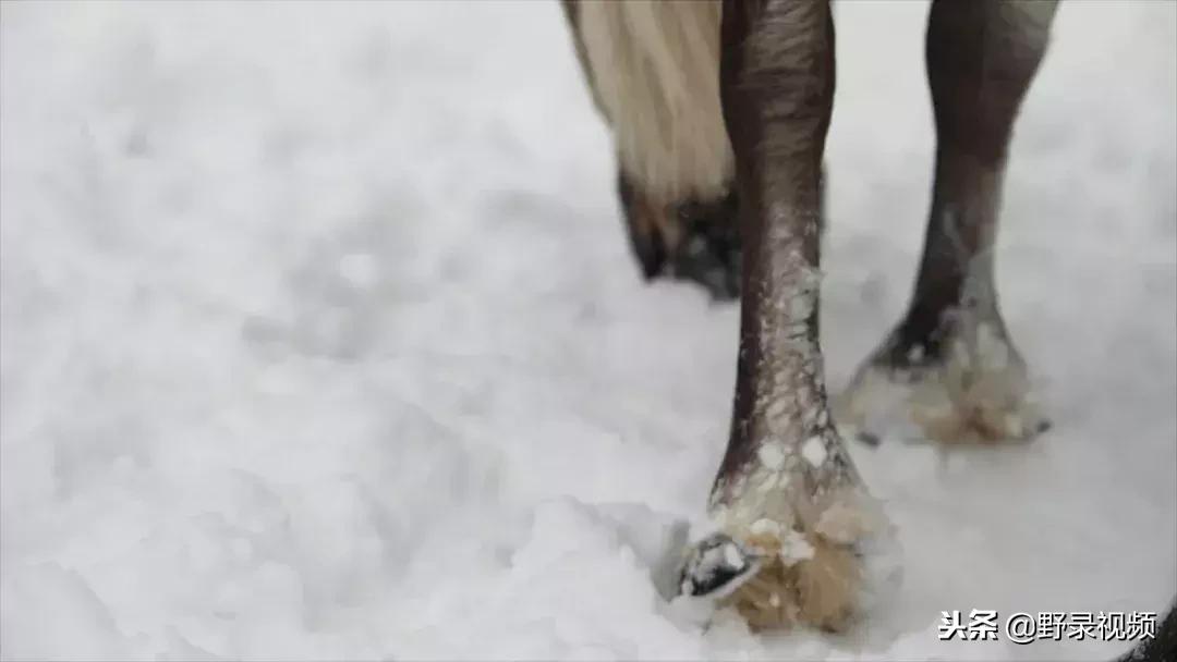 敖鲁古雅原始部落驯鹿喂草,敖鲁古雅驯鹿旅行