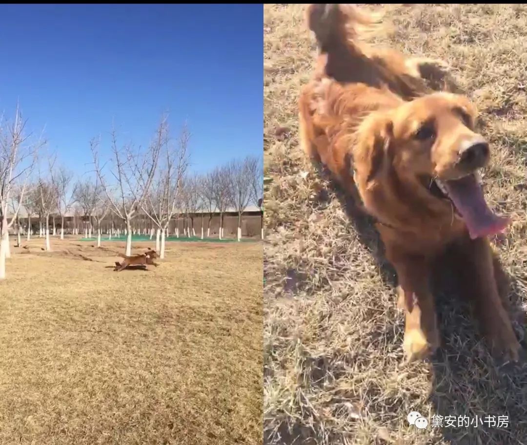 大金毛吞了一块抹布七天不吃东西,金毛吞了一个塑料球