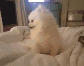 非洲野狗作战能力超过“掏肛”的鬣狗,对外凶狠,对内温馨有爱