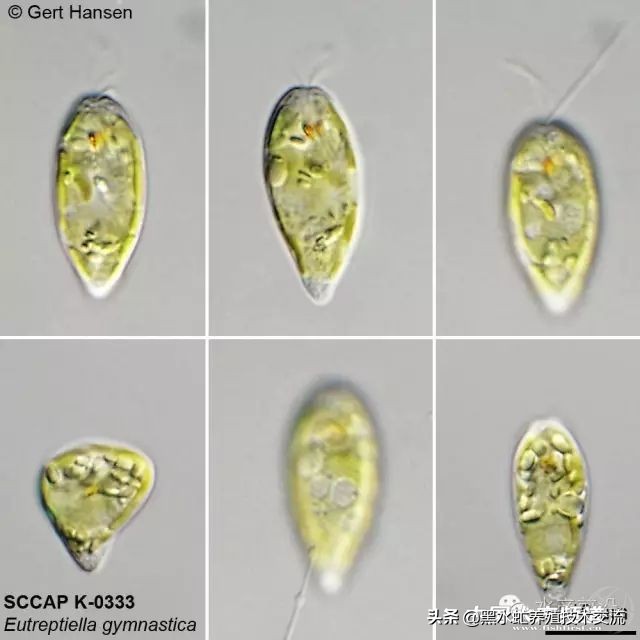 100种水产藻类,水产藻类图谱及名称