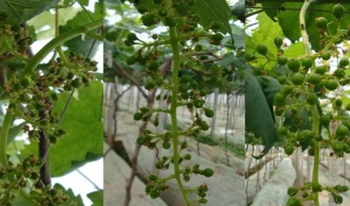 葡萄落花落果严重有好办法吗,怎样防治葡萄落花落果