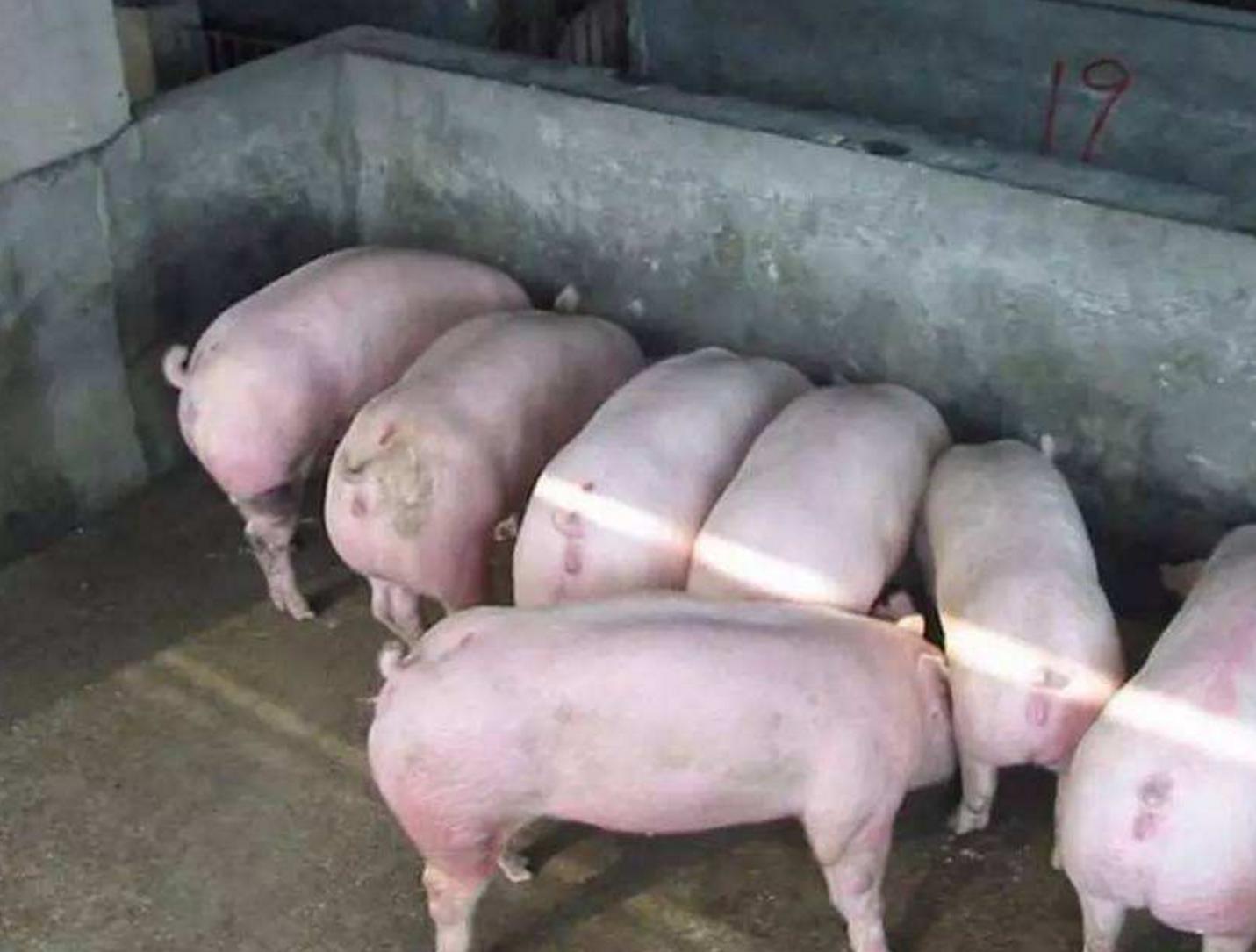 母猪产仔不理想，咋回事？老兽医总结了这5点，值得养殖户一看