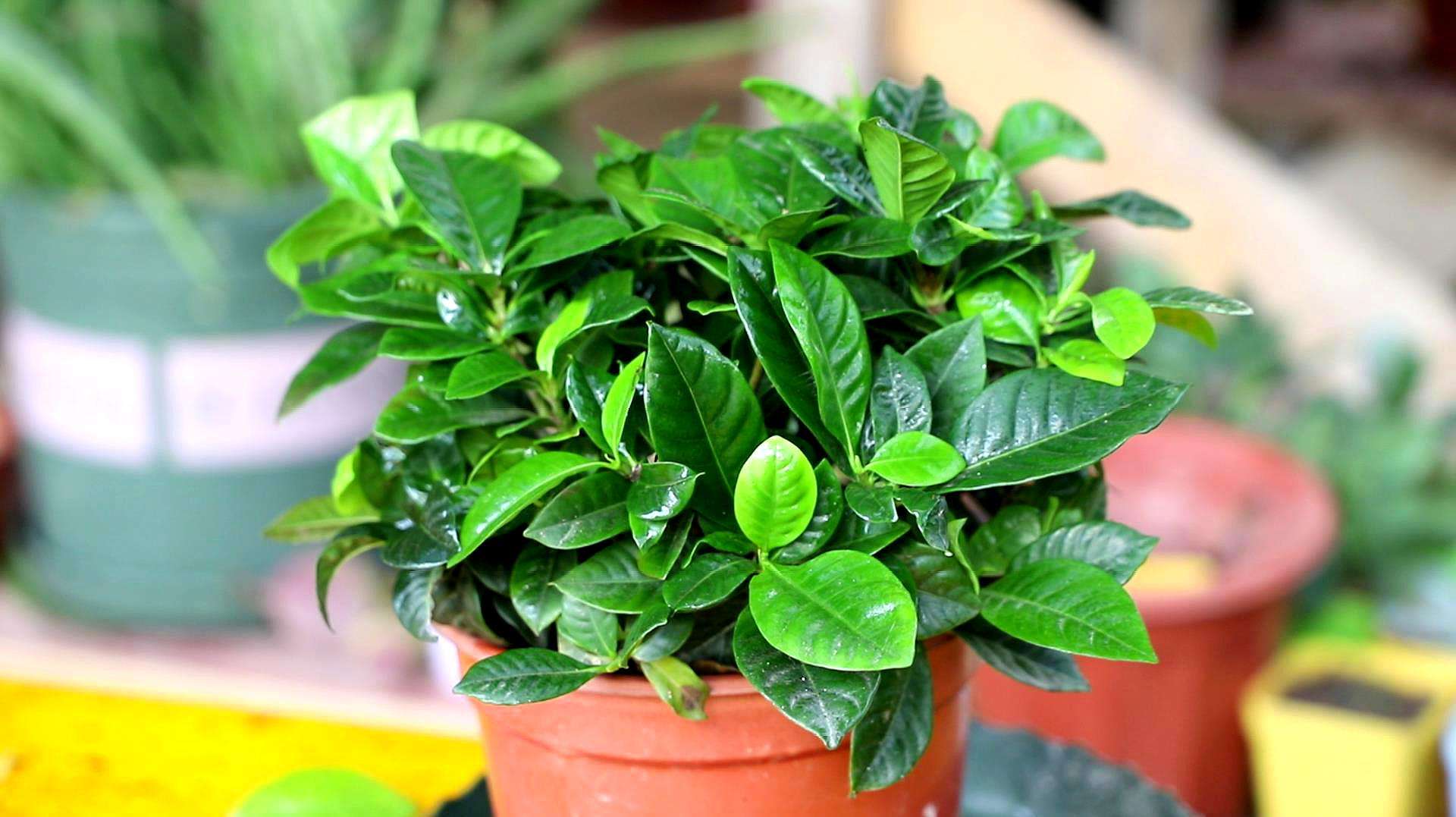 栀子花黄叶掉花苞怎么处理,栀子花黄叶掉叶的解决办法