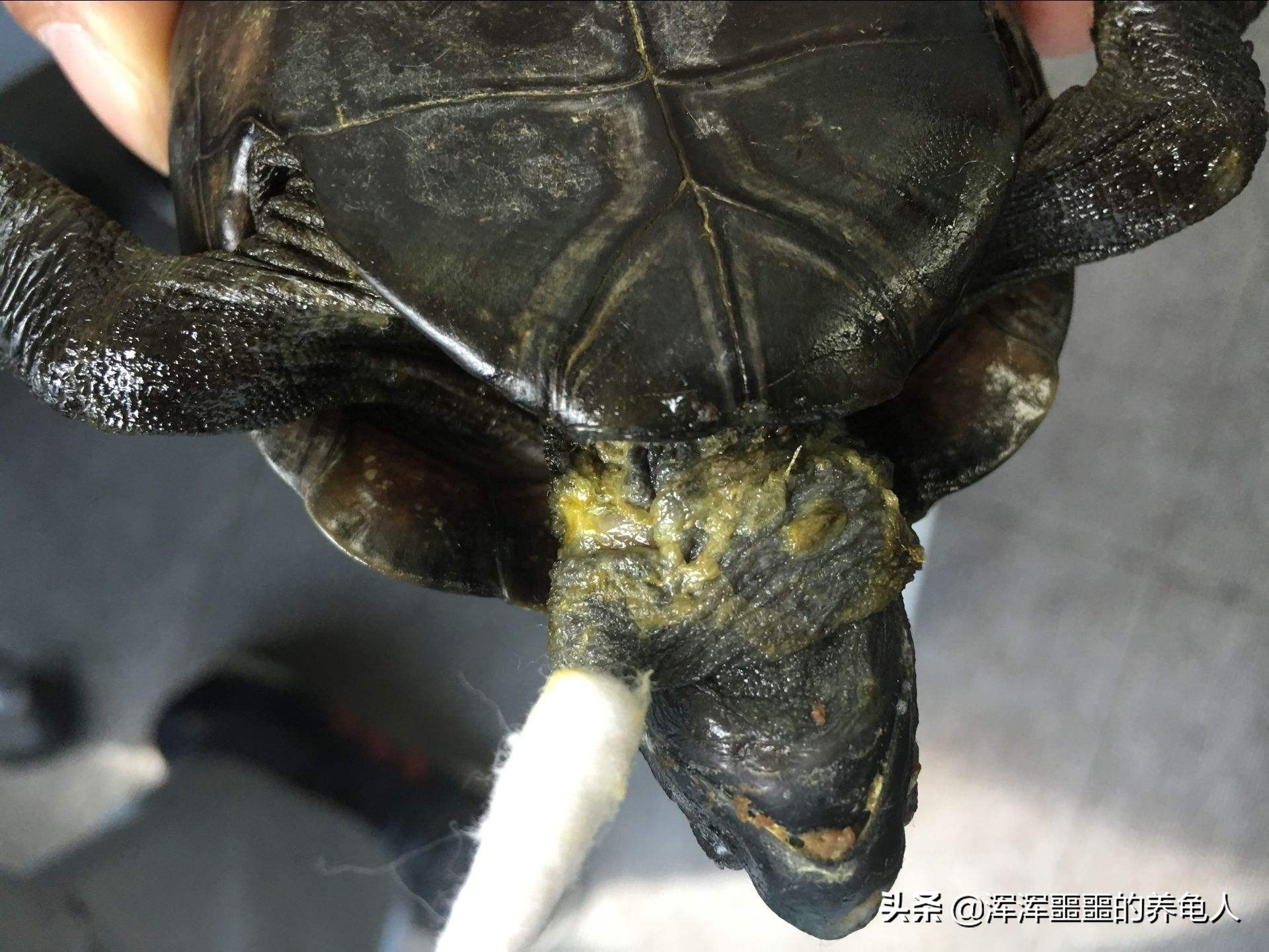 在网上买的乌龟腐甲药怎么用,怎么判断乌龟腐甲有没有结痂