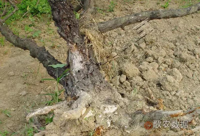 几种果树根部病害的症状识别与防治!